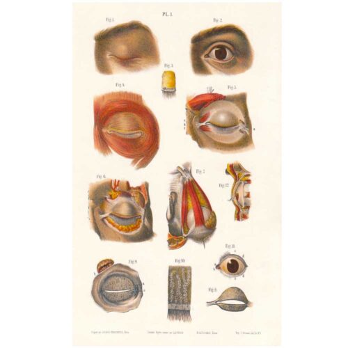 1850 copy of anatomy and physiology of the eye and its appendages 3