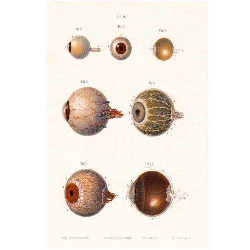 1850 copy of anatomy and physiology of the eye and its appendages 4